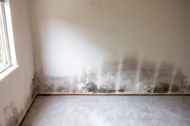 Reliable Sunnyslope, WA Mold Inspection, Removal & Remediation Solutions